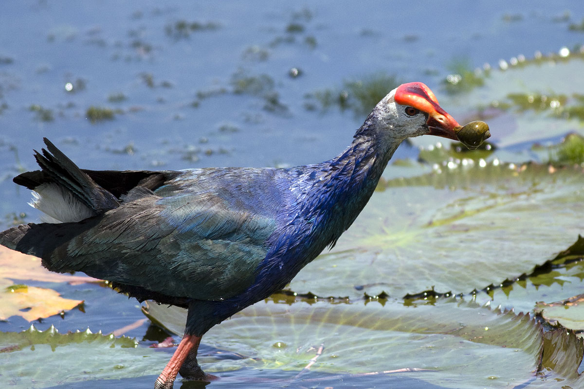 Canon EF 400mm f/5.6L | Canon EOS 40D | ISO:200 | Aperture: f/5.6 | Shutter Speed: 1/800s | Gitzo GT2541EX