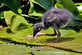 Purple Swamphen chick - Click for larger image