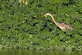 Purple Heron - Click for larger image