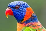 Rainbow Lorikeet at Jurong bird park, Singapore - Click for larger image