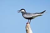 Whiskered Tern - Click for larger image