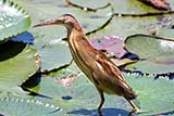 Yellow Bittern - Click for larger image