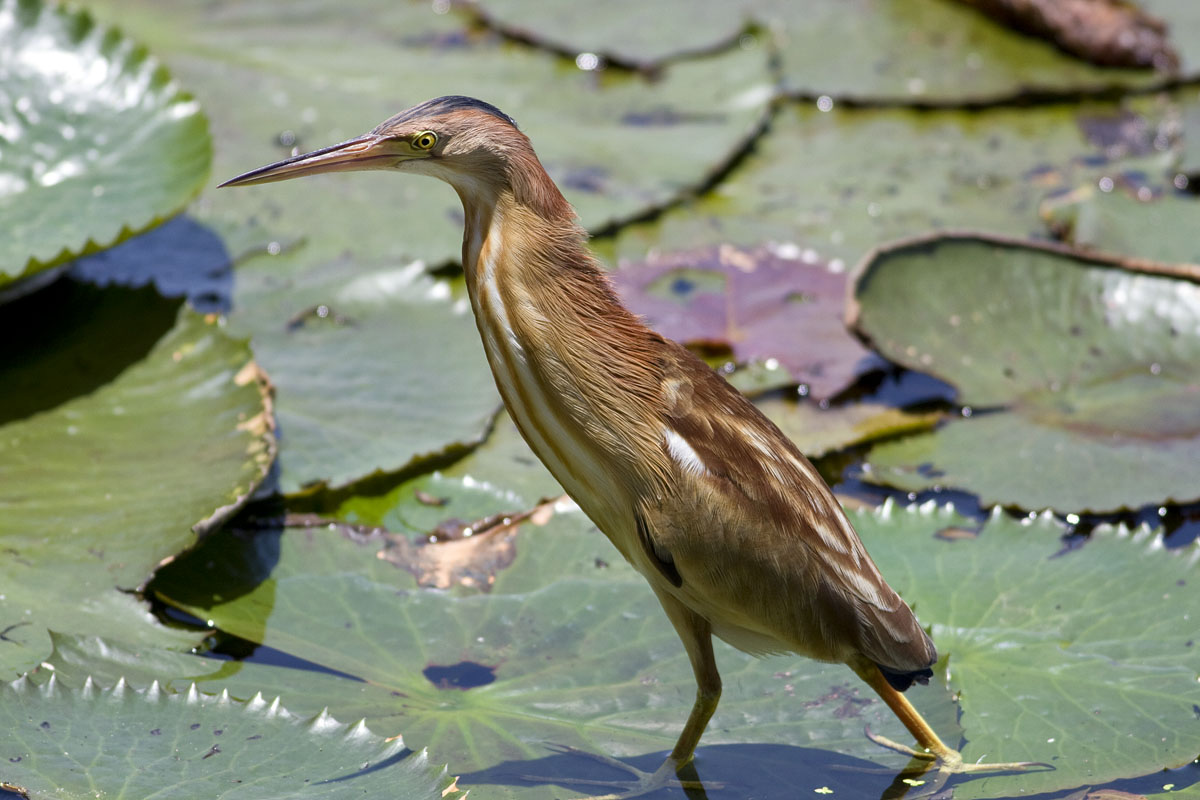 Canon EF 400mm f/5.6L | Canon EOS 40D | ISO:200 | Aperture: f/5.6 | Shutter Speed: 1/640s | Gitzo GT2541EX