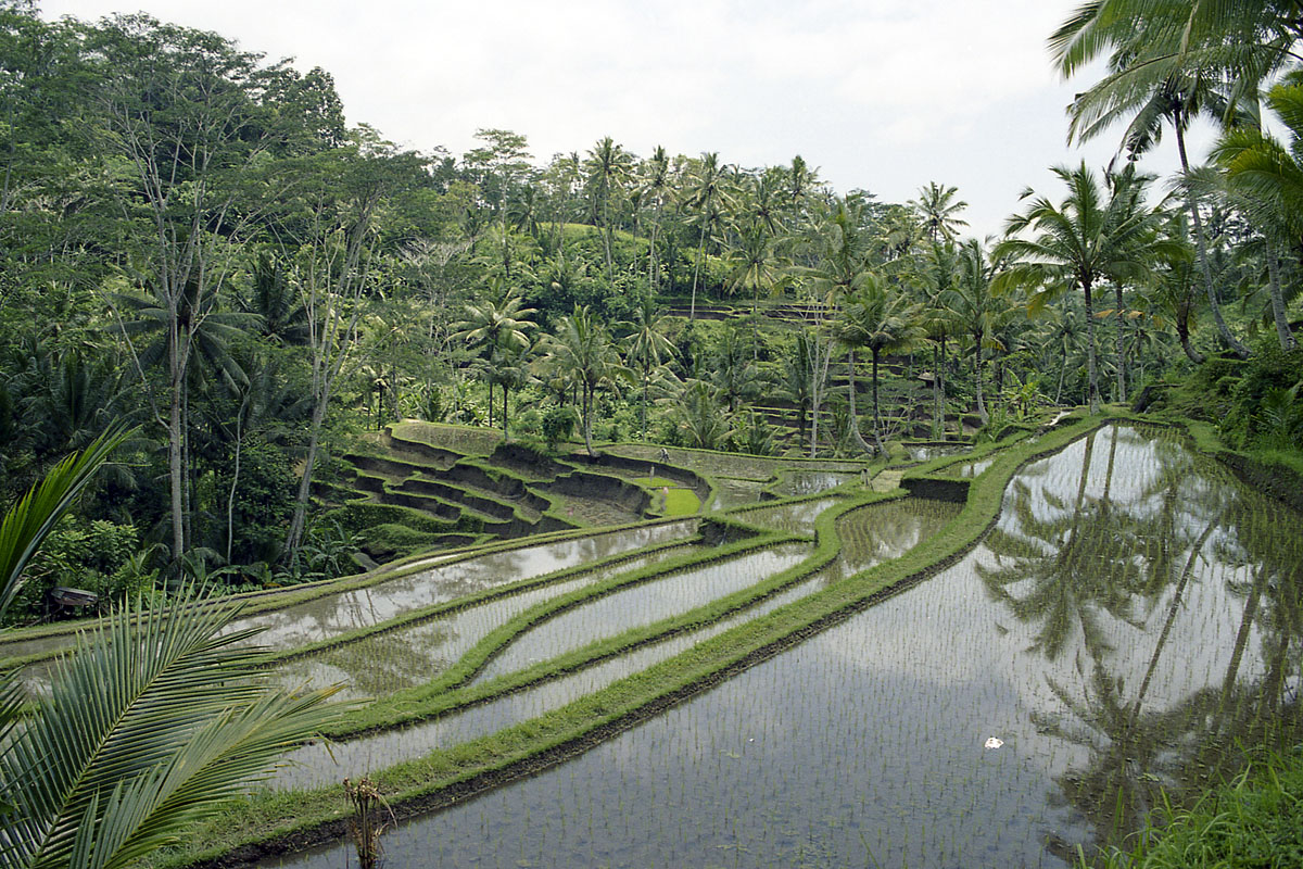 Bali rice terraces