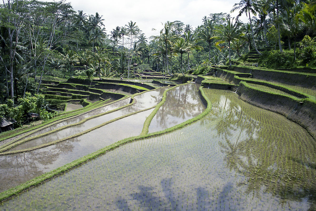 Bali rice terraces