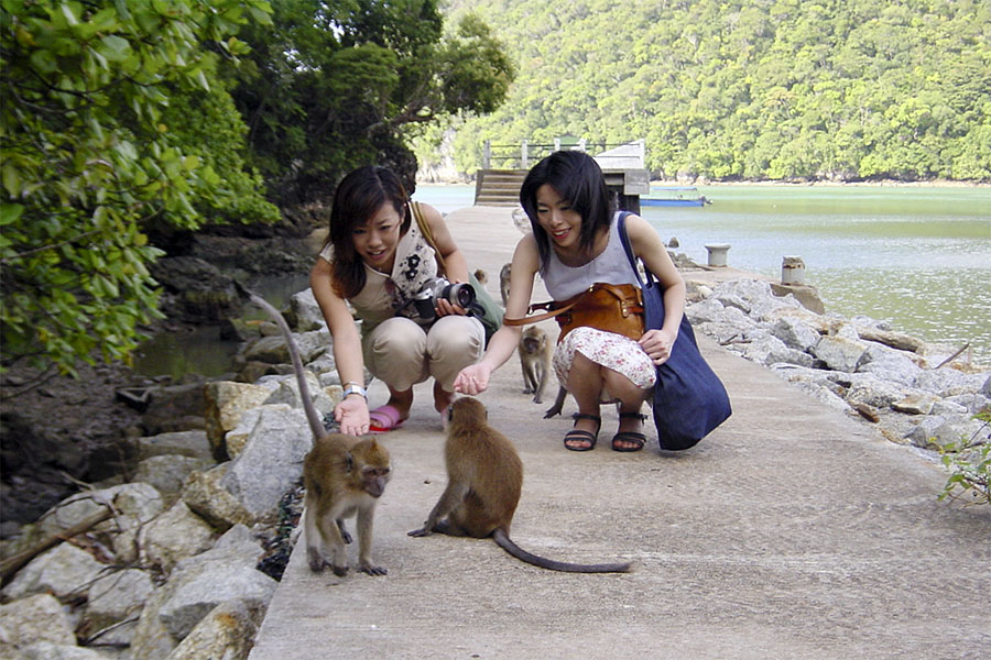 My Japanese friends with monkeys in Langkawi just before I was bitten