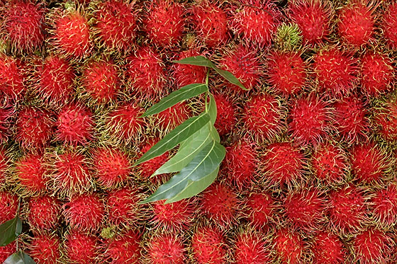 Rambutan, one of the tropical fruits found abundantly in Thailand