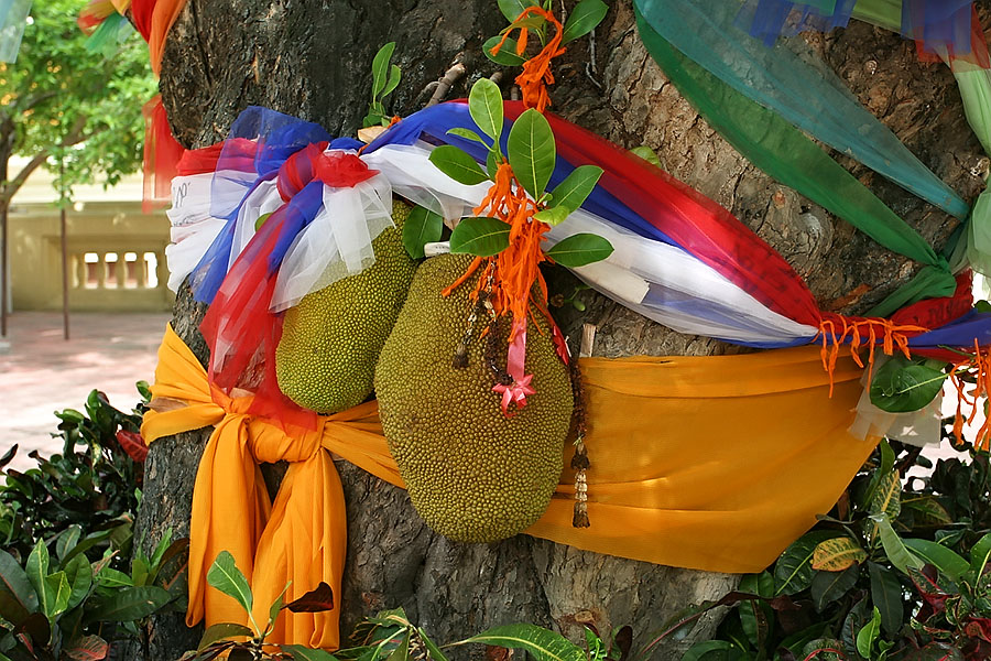 Evidence of Thailand's animist belief systems in the form of a decorated tree