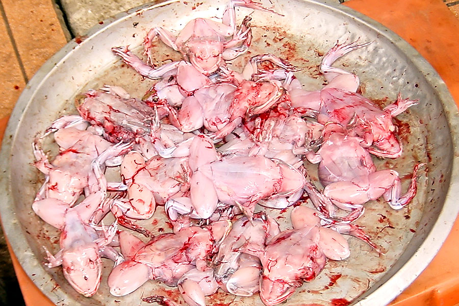 Freshly skinned frogs ready for the pot