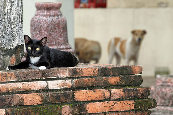 The new guardians of the temples in Ayuthaya
