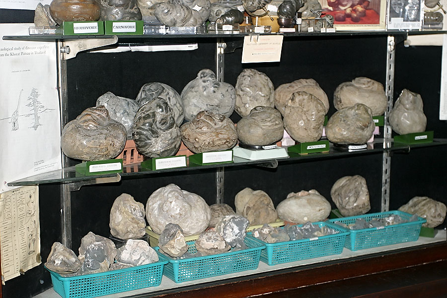 Fossilised dinosaur excrement; Bangkok never ceases to fascinate visitors