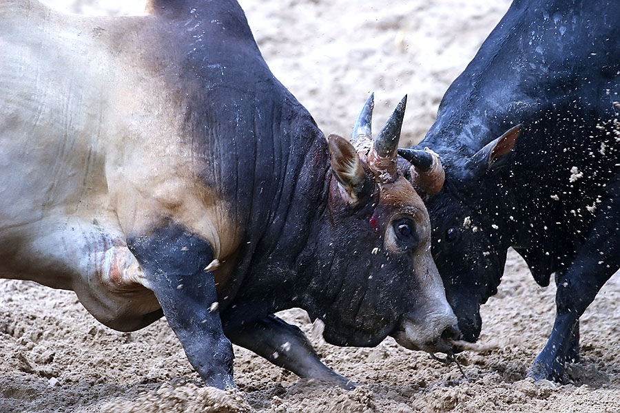 Bullfighting action in Hat Yai