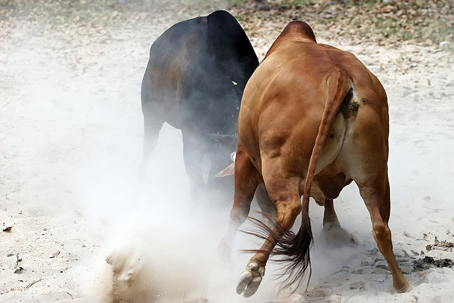 A cloud of dust as the bulls go for each other