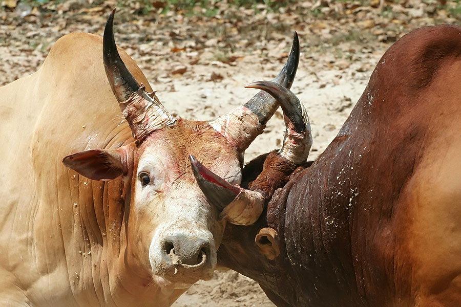 Hat Yai bulls looking a little reluctant to fight