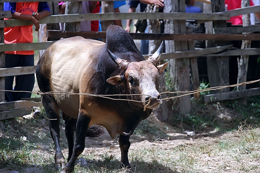 Bull waiting to fight