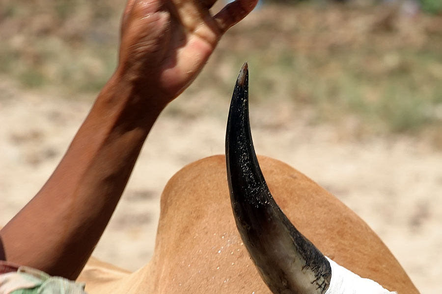 The pointed tips of the bulls' horns are seriously sharp