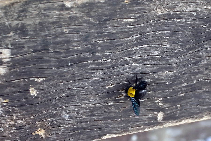 Bee at Thale Noi, Phattalung province, Thailand