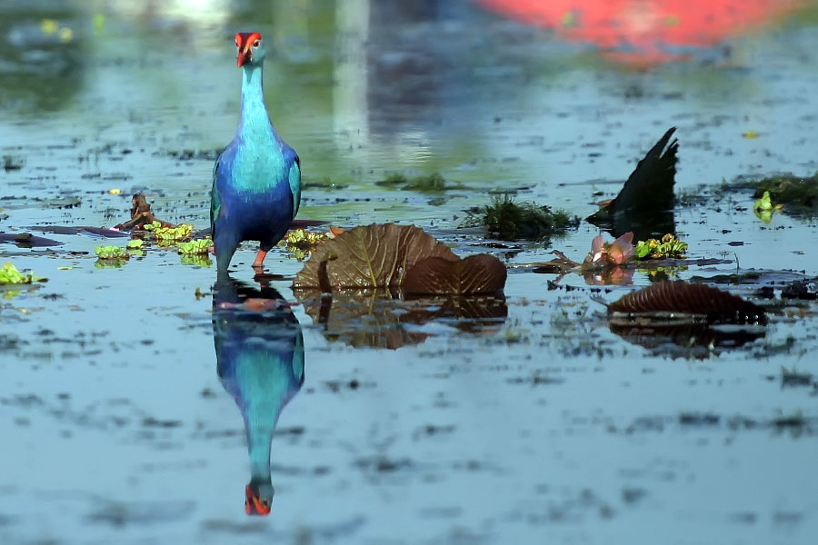 Purple swamphen at Thale Noi, Phattalung province, Thailand