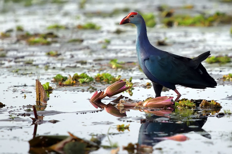 Purple swamphen at Thale Noi, Phattalung province, Thailand