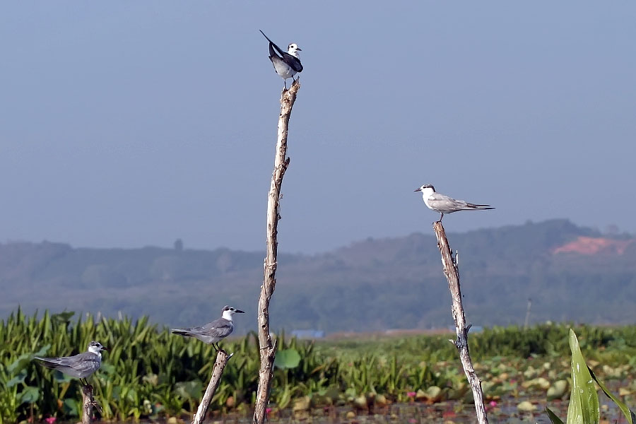 Birds perched at Thale Noi, Phattalung province, Thailand