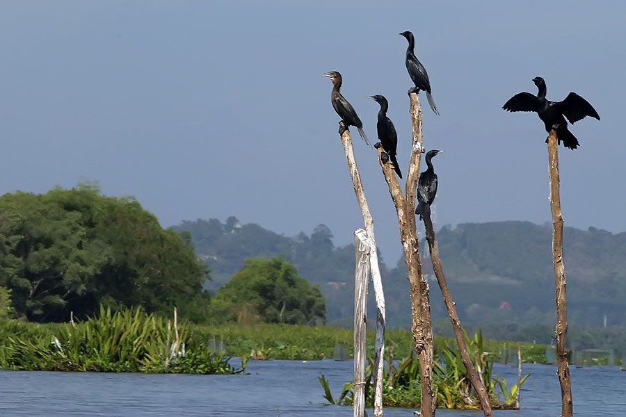 Perched cormorants at Thale Noi, Phattalung province, Thailand