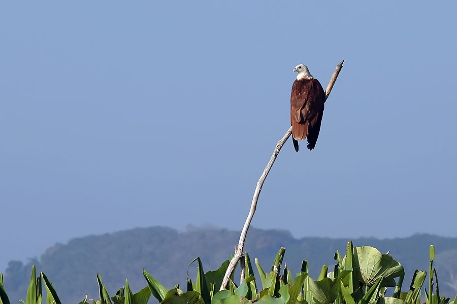 Brahminy kite at Thale Noi, Phattalung province, Thailand