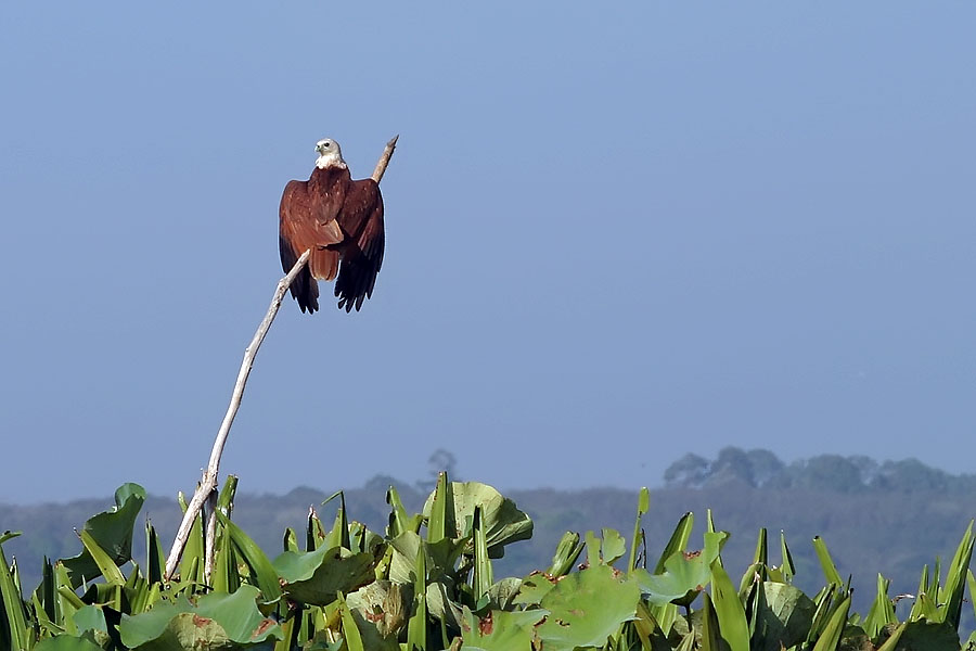 Brahminy kite at Thale Noi, Phattalung province, Thailand