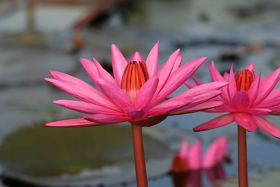 Lotus flower at Thale Noi, Phattalung province, Thailand