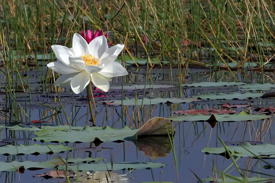 White lotus flower at Thale Noi, Phattalung province, Thailand