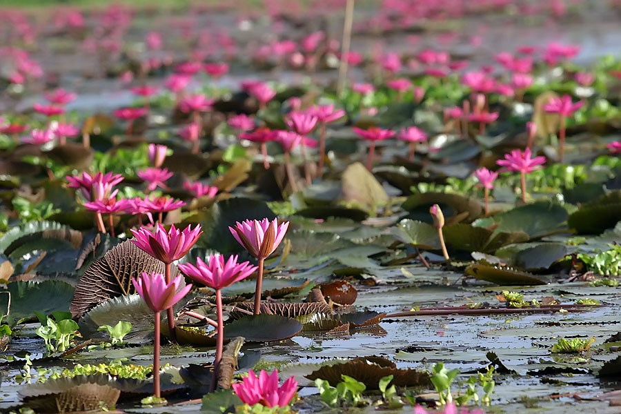 More lotus flowers at Thale Noi, Phattalung province, Thailand