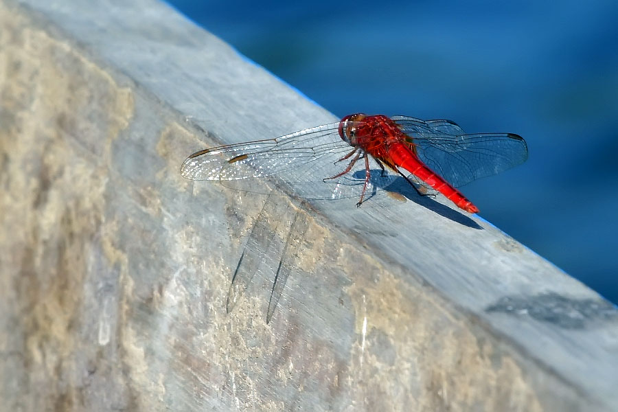 Dragonfly at Thale Noi, Phattalung province, Thailand