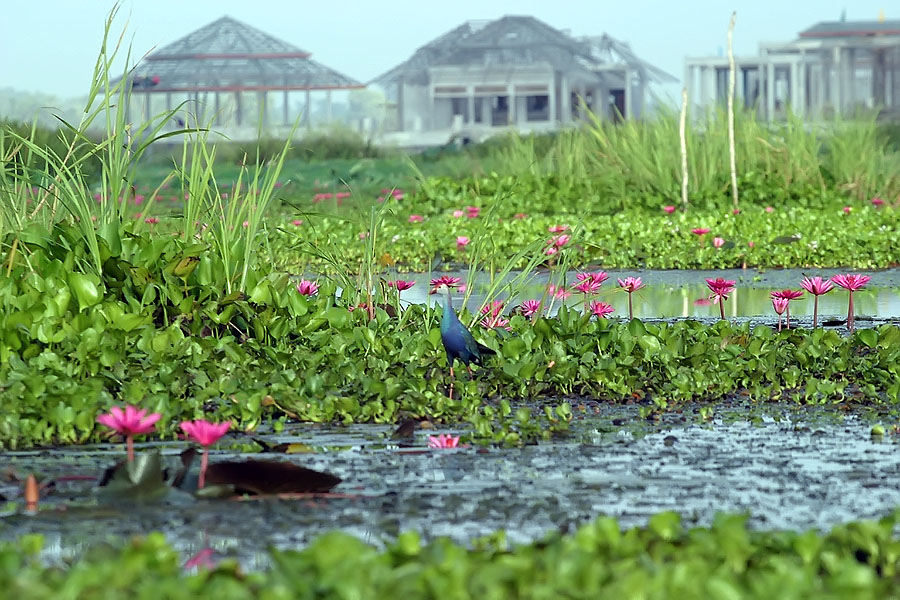 Thale Noi, Phattalung province, Thailand