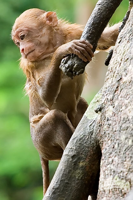 Monkey temple, Chiang Rai