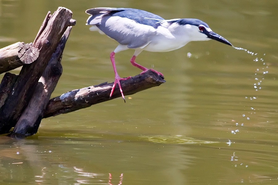 Black-crowned night heron at Hat Yai municipal park