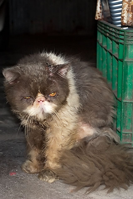 A handsome cat, but in a terrible state