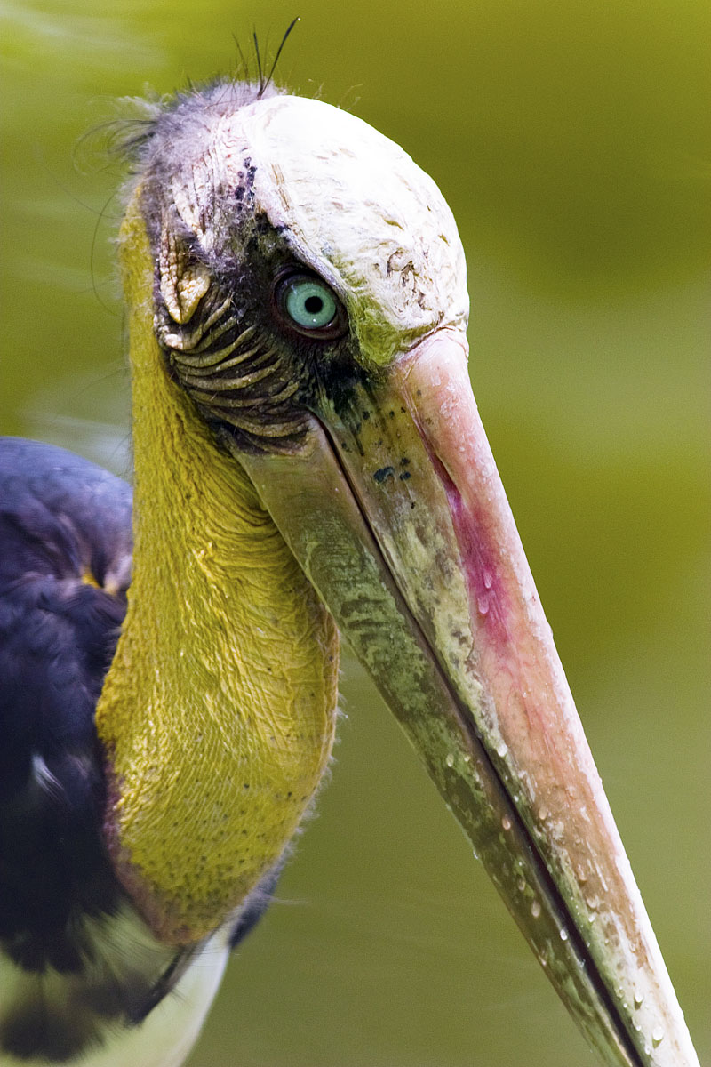 Canon EF 300mm f/4L IS | Canon EOS 10D | ISO:400 | Aperture: f/5.6 | Shutter Speed: 1/320s