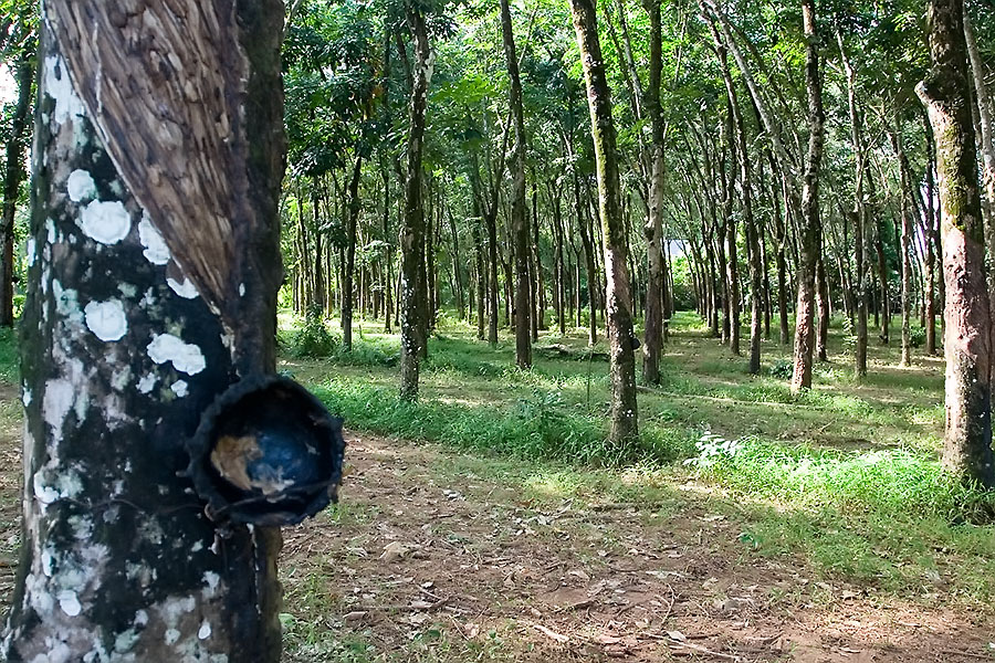Small rubber plantation in Khaolak, Phang Nga province