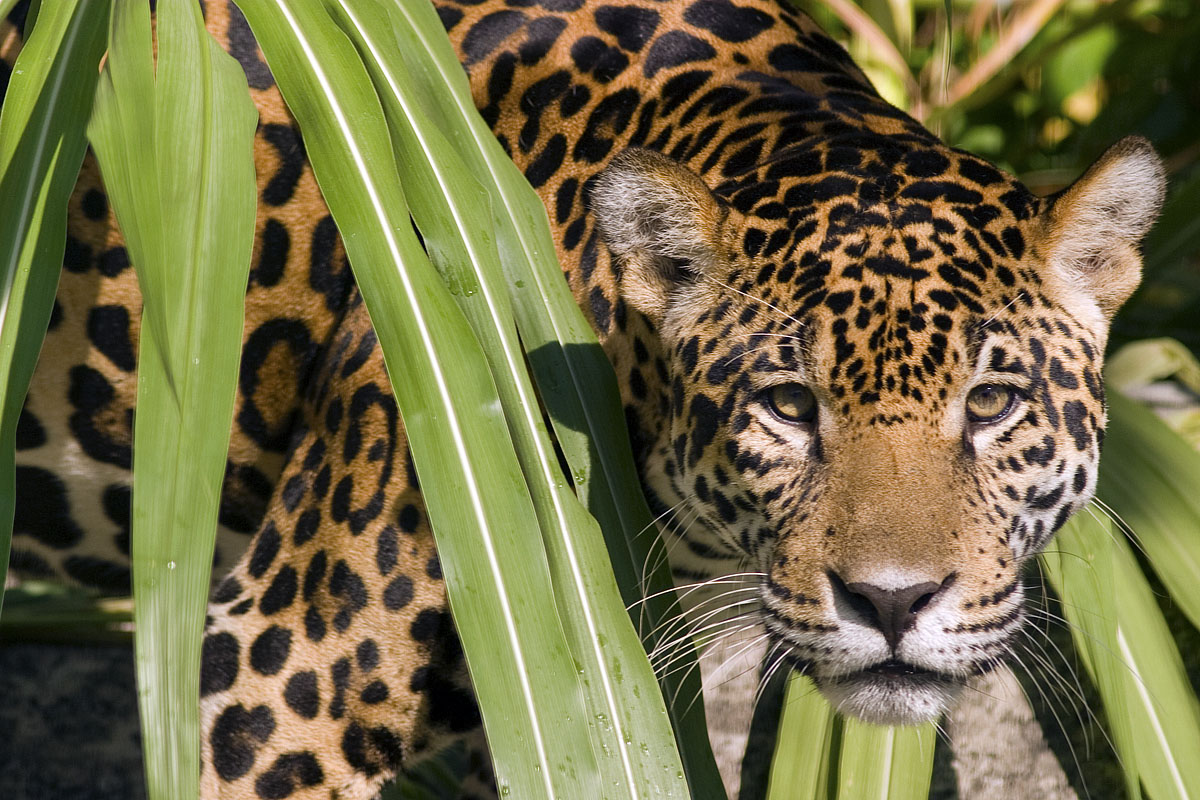 Canon EF 300mm f/4L IS | Canon EOS 10D | ISO:200 | Aperture: f/5.6 | Shutter Speed: 1/1000s