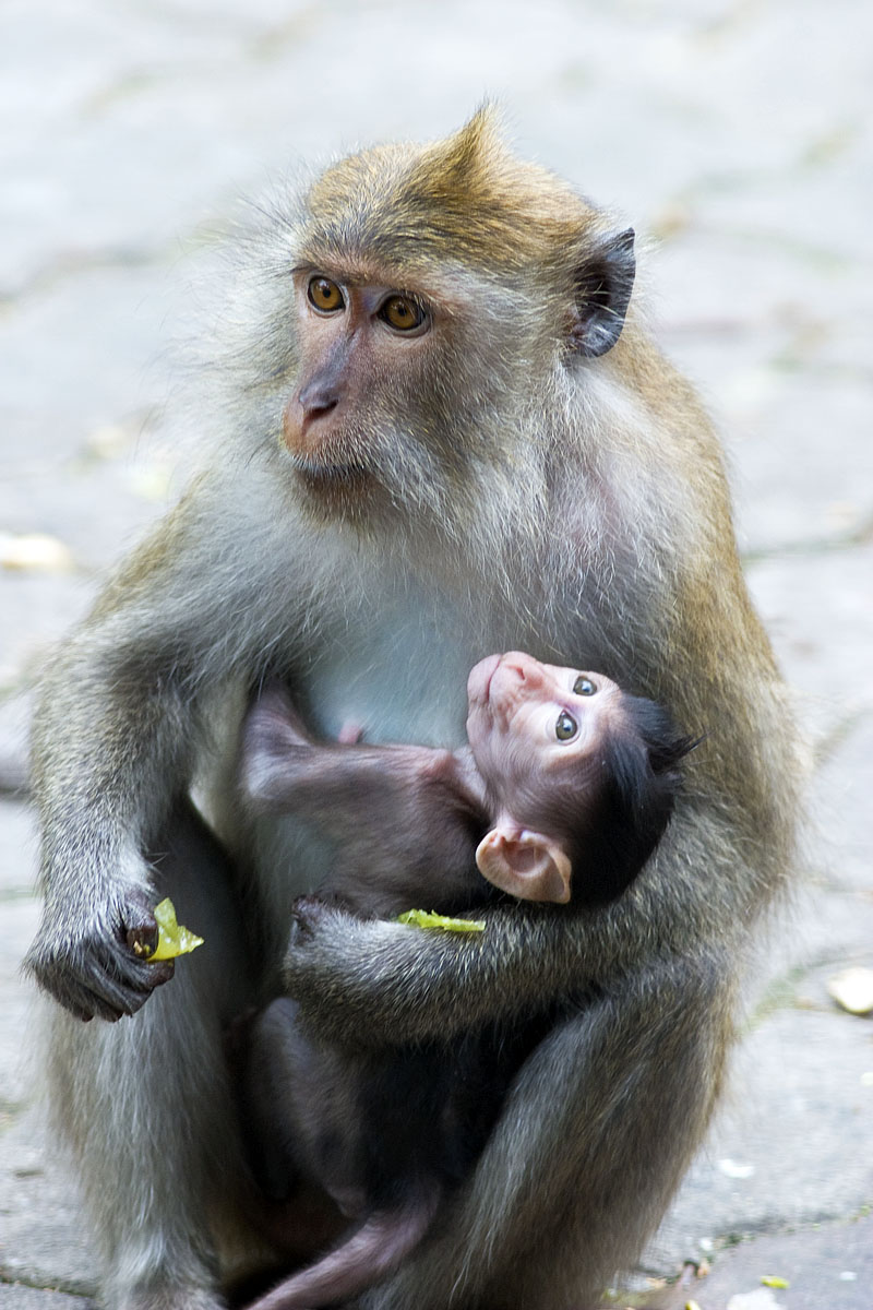 Canon EF 300mm f/4L IS | Canon EOS 10D | ISO:400 | Aperture: f/5.6 | Shutter Speed: 1/80s