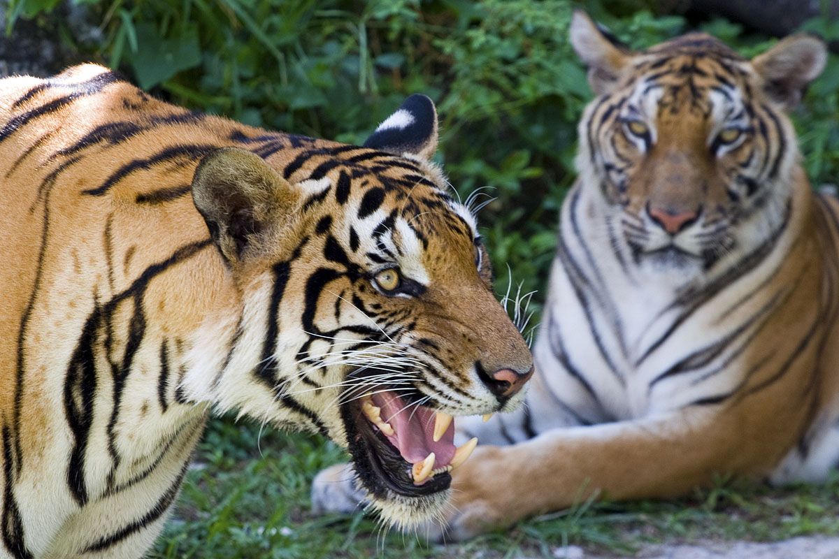 Canon EF 70-200mm f/4L | Canon 10D | ISO:200 | Aperture: f/5.6 | Shutter Speed: 1/125s | Focal length: 172mm