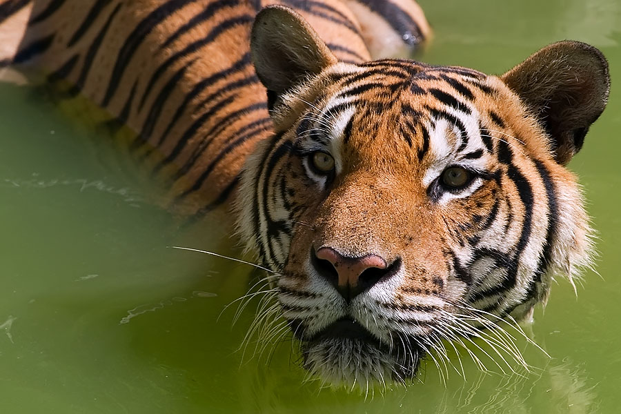Swimming tiger at Songkhla Zoo