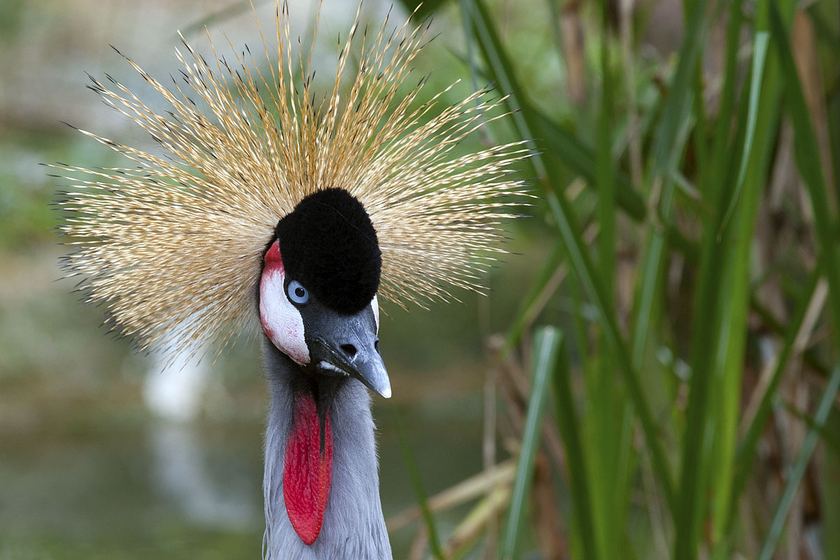 Canon EF 70-200mm f/4L IS | Canon 10D | ISO:200 | Aperture: f/8 | Shutter Speed: 1/60s | Focal length: 200mm