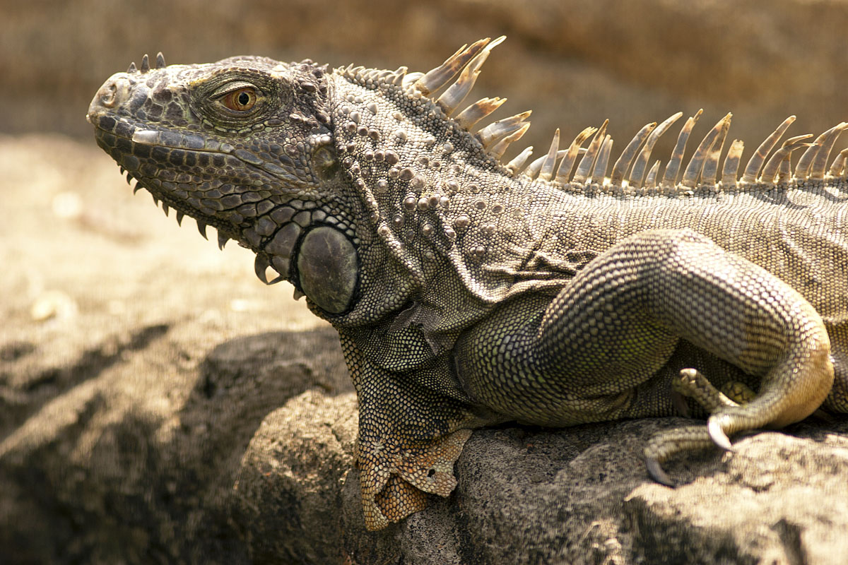 Canon EF 300mm f/4L IS | Canon EOS 10D | ISO:200 | Aperture: f/5 | Shutter Speed: 1/500s