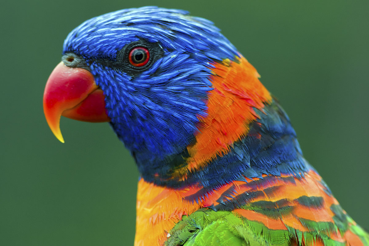 Canon EF 300mm f/4L IS | Canon EOS 10D | ISO:200 | Aperture: f/5.6 | Shutter Speed: 1/125s