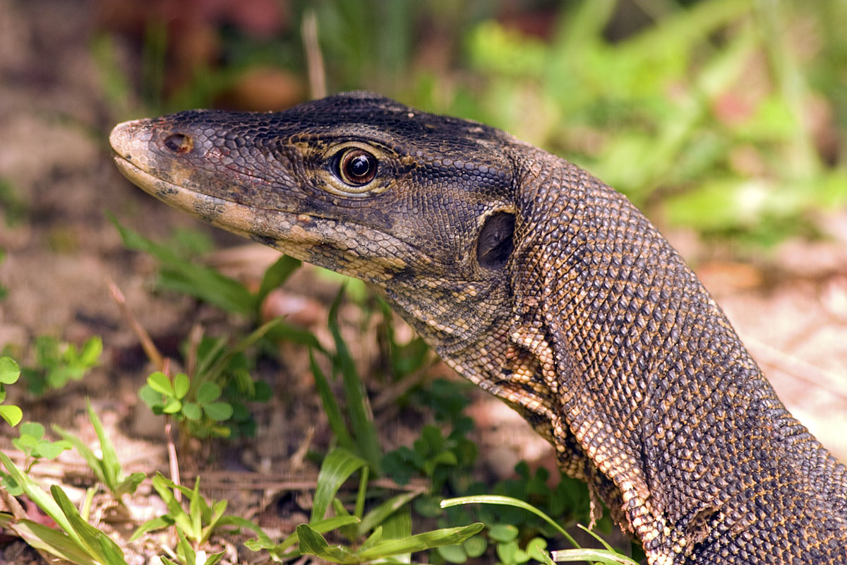 Canon EF 300mm f/4L IS | Canon EOS 10D | ISO:200 | Aperture: f/5 | Shutter Speed: 1/160s