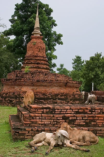Cows grazing amidst ancient temples, Sukhothai