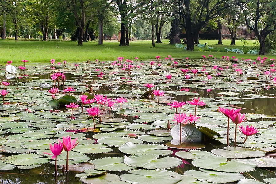 Lotus flowers in the Old City, Sukhothai