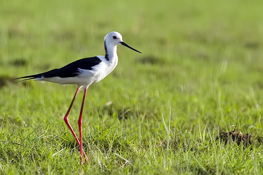 Black-winged Stilt at Thale Noi, Phattalung province, Thailand