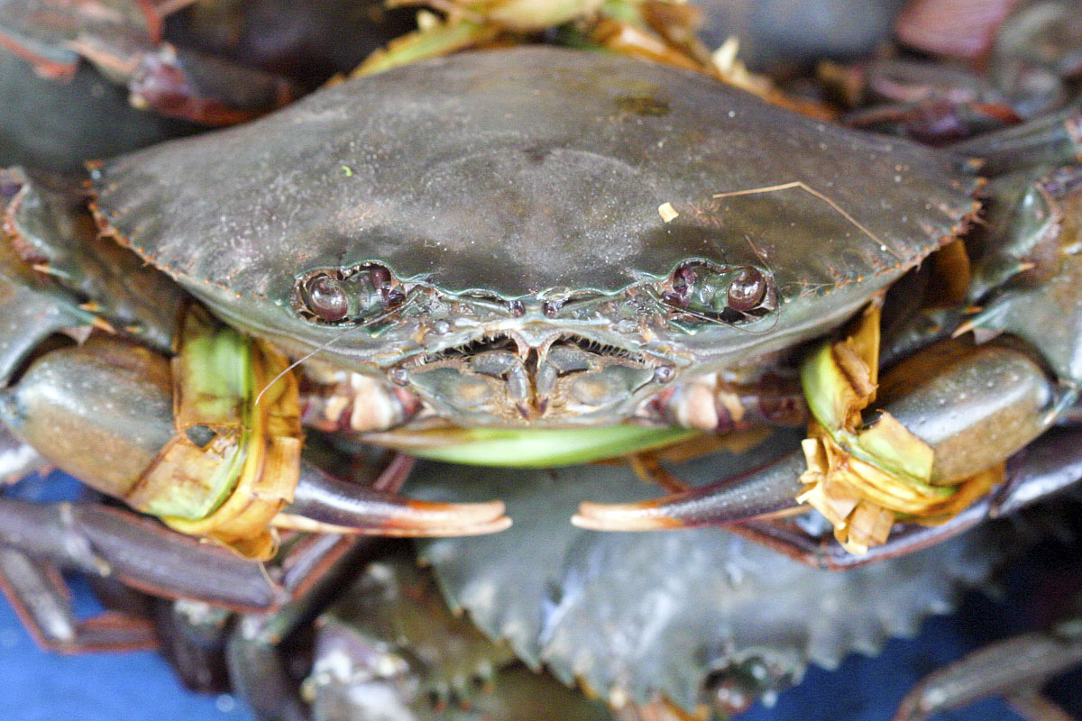 Canon EF 100mm f/2.8 Macro | Canon EOS 10D | ISO:1600 | Aperture: f/5.6 | Shutter Speed: 1/90s