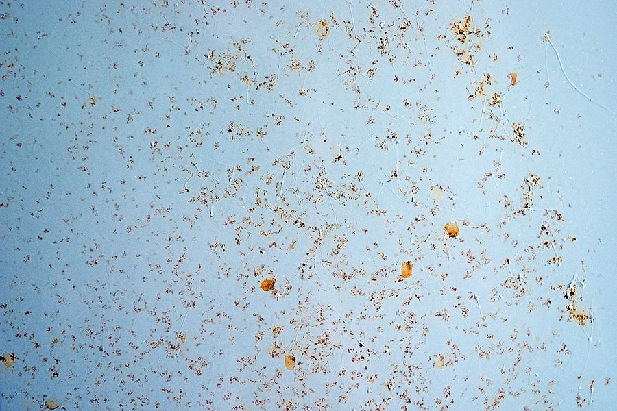 Rusty refrigerator